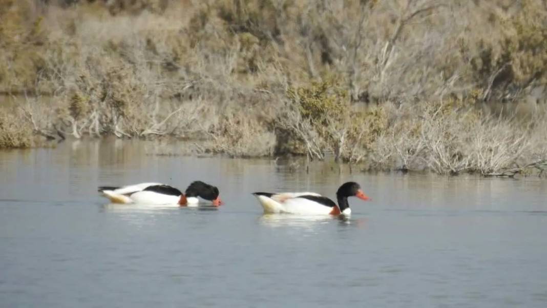 Göksu Deltası Renk Cümbüşüne Sahne Oluyor: 334 Kuş Türü Bir Arada! 5